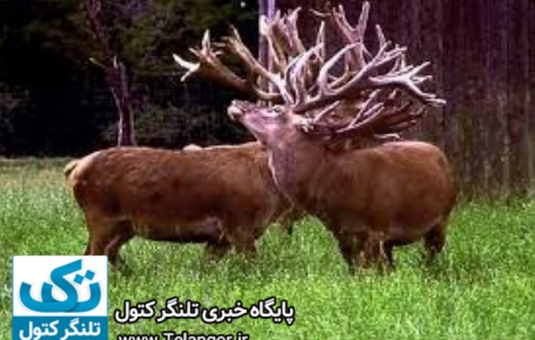 دستور دادستان گلستان برای رسیدگی به وضعیت گوزن های قرمز ایرانی