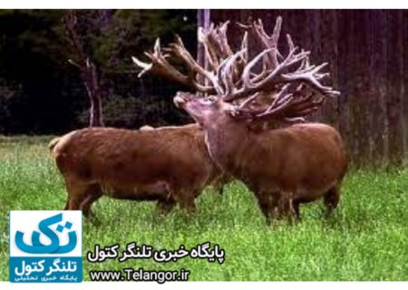 دستور دادستان گلستان برای رسیدگی به وضعیت گوزن های قرمز ایرانی