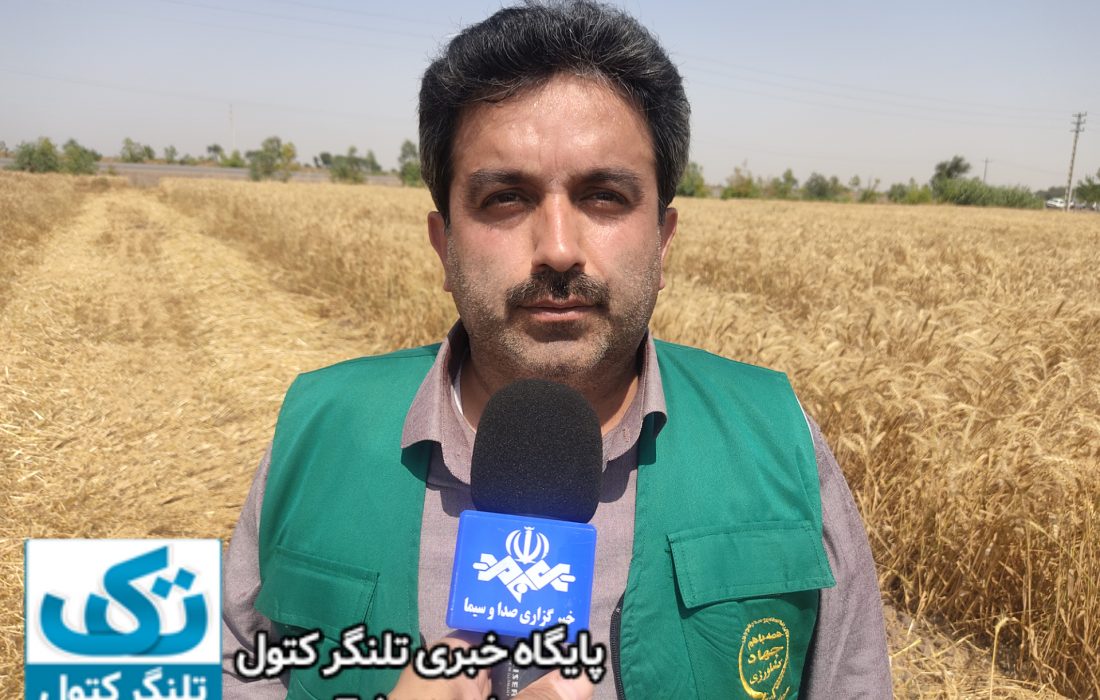 اجرای طرح مشارکتی ارقام گندم در علی آباد کتول
