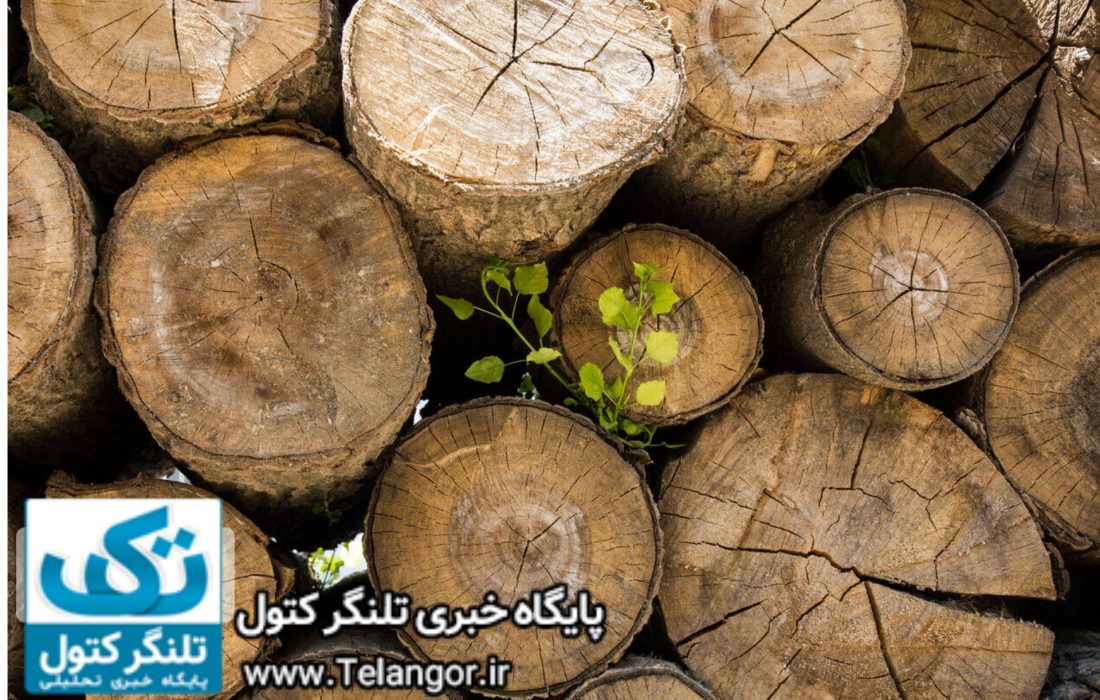 کیفرخواست «موریانههای جنگل هیرکانی» صادر شد