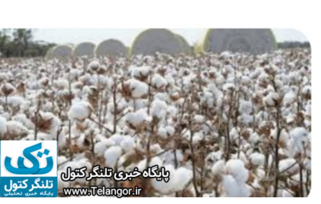 صدای پای طلای سفید در گلستان شنیده میشود