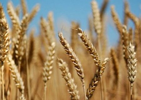نرخ‌گذاری عجولانه و گلایه گندمکاران/ دسترنج زارعان بر باد نرود