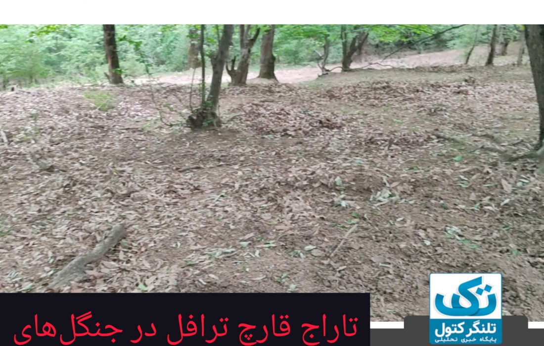 تاراج قارچ ترافل در جنگلهای علی آباد کتول/ مسیولین ذیربط در کجای کار هستند