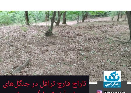 تاراج قارچ ترافل در جنگل‌های علی آباد کتول/ مسیولین ذیربط در کجای کار هستند