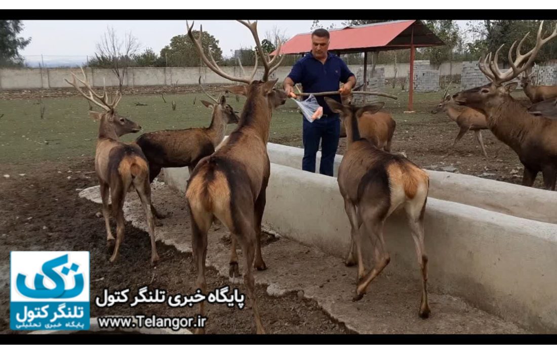 تنها پرورشدهنده گوزن قرمز در ایران: کسی به دادم نمیرسد