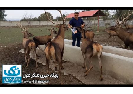 تنها پرورش‌دهنده گوزن قرمز در ایران: کسی به دادم نمی‌رسد