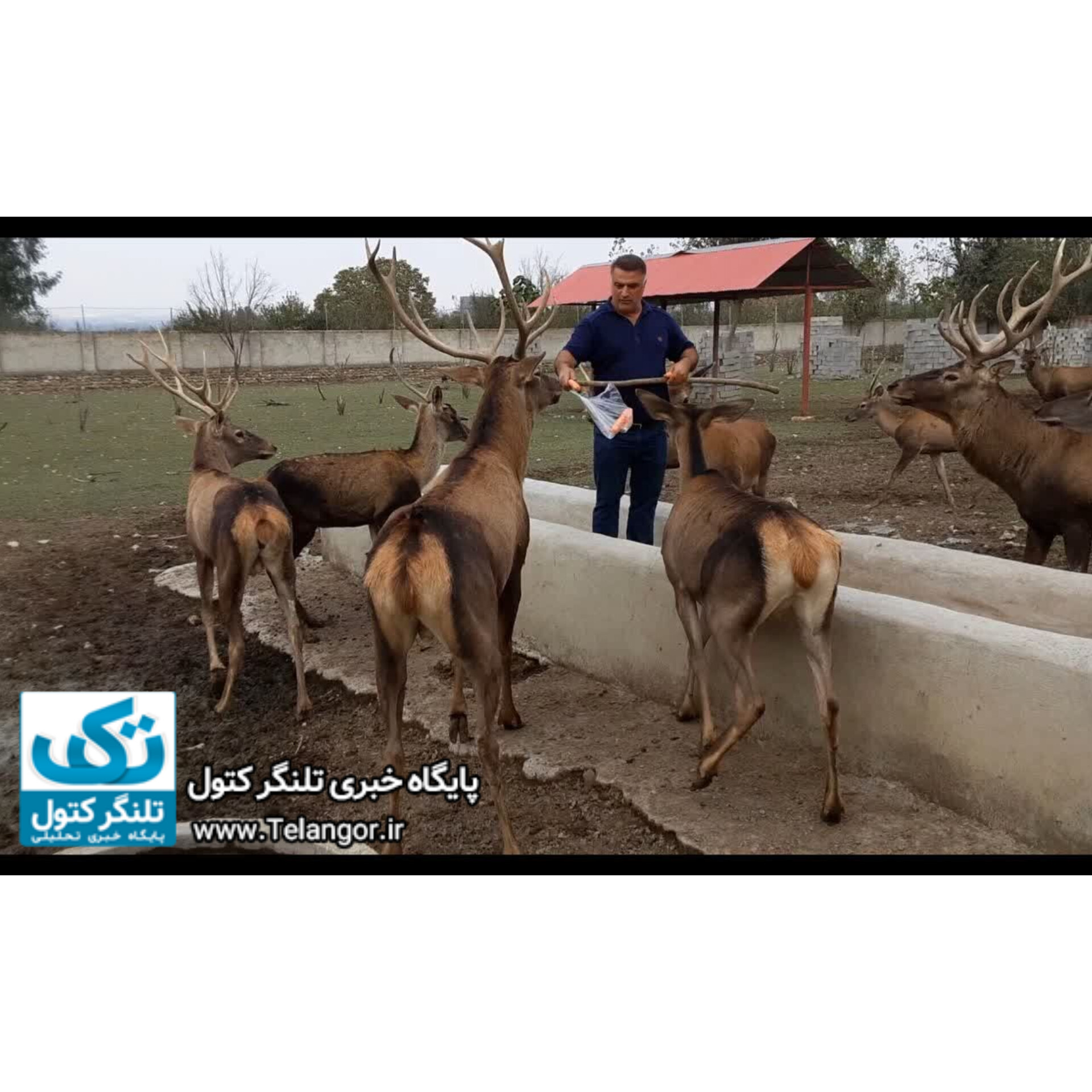 تنها پرورش‌دهنده گوزن قرمز در ایران: کسی به دادم نمی‌رسد