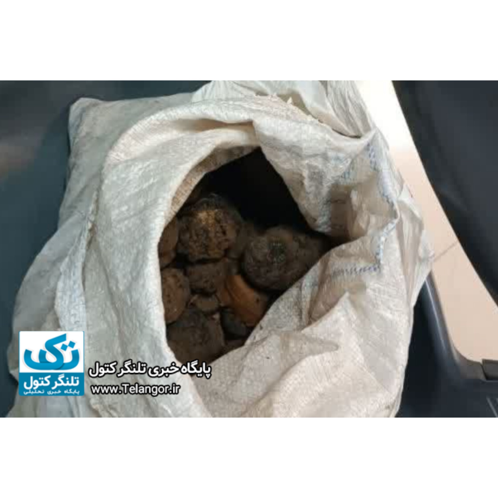 قاچاق چیان قارچ ترافل در دام قانون
