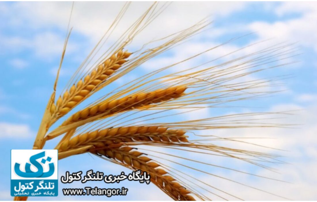 قیمت گندم افزایش یافت