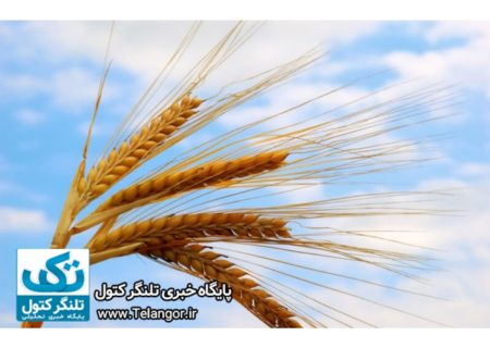 قیمت گندم افزایش یافت