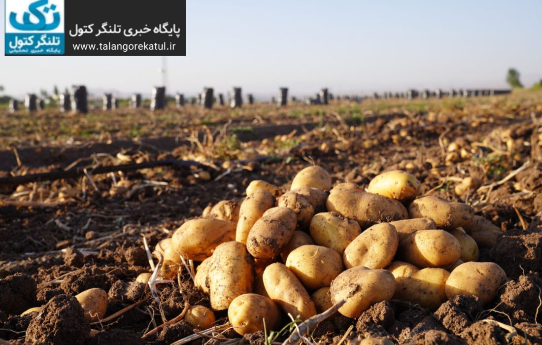 سیب زمینیکاران گلستان در تنگنای تولید / از هزینه های کاشت تا دردسرهای فروش