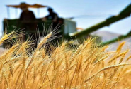 مطالبه گندمکاران گلستانی با هر کیلوگرم ۴۹۵۰۰ تومان پرداخت می‌شود