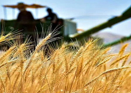 مطالبه گندمکاران گلستانی با هر کیلوگرم ۴۹۵۰۰ تومان پرداخت می‌شود