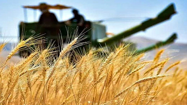 مطالبه گندمکاران گلستانی با هر کیلوگرم ۴۹۵۰۰ تومان پرداخت می‌شود